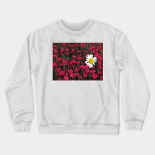 Daisy Napping in a Field of Phlox Crewneck Sweatshirt